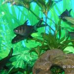 New Tank 013.jpg
