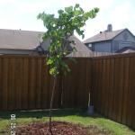Red Bud Tree added to right side of Back yard.