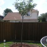 Red Oak Tree added to left side of back yard.