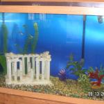 120 g tank setup 002